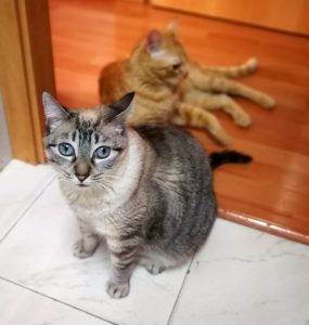 Misie y Groot Servicios Gatúnicos Catsitter para gatos. Asistencia para gatos a domicilio en Barcelona