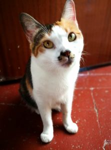 Flury. Servicios Gatúnicos Catsitter para gatos. Asistencia para gatos a domicilio en Barcelona