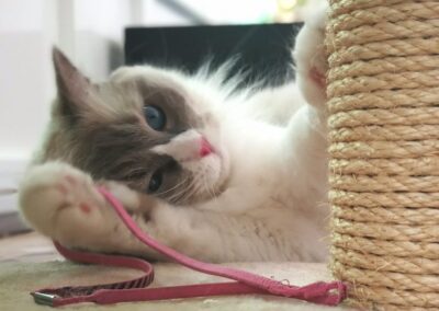 gato jugando