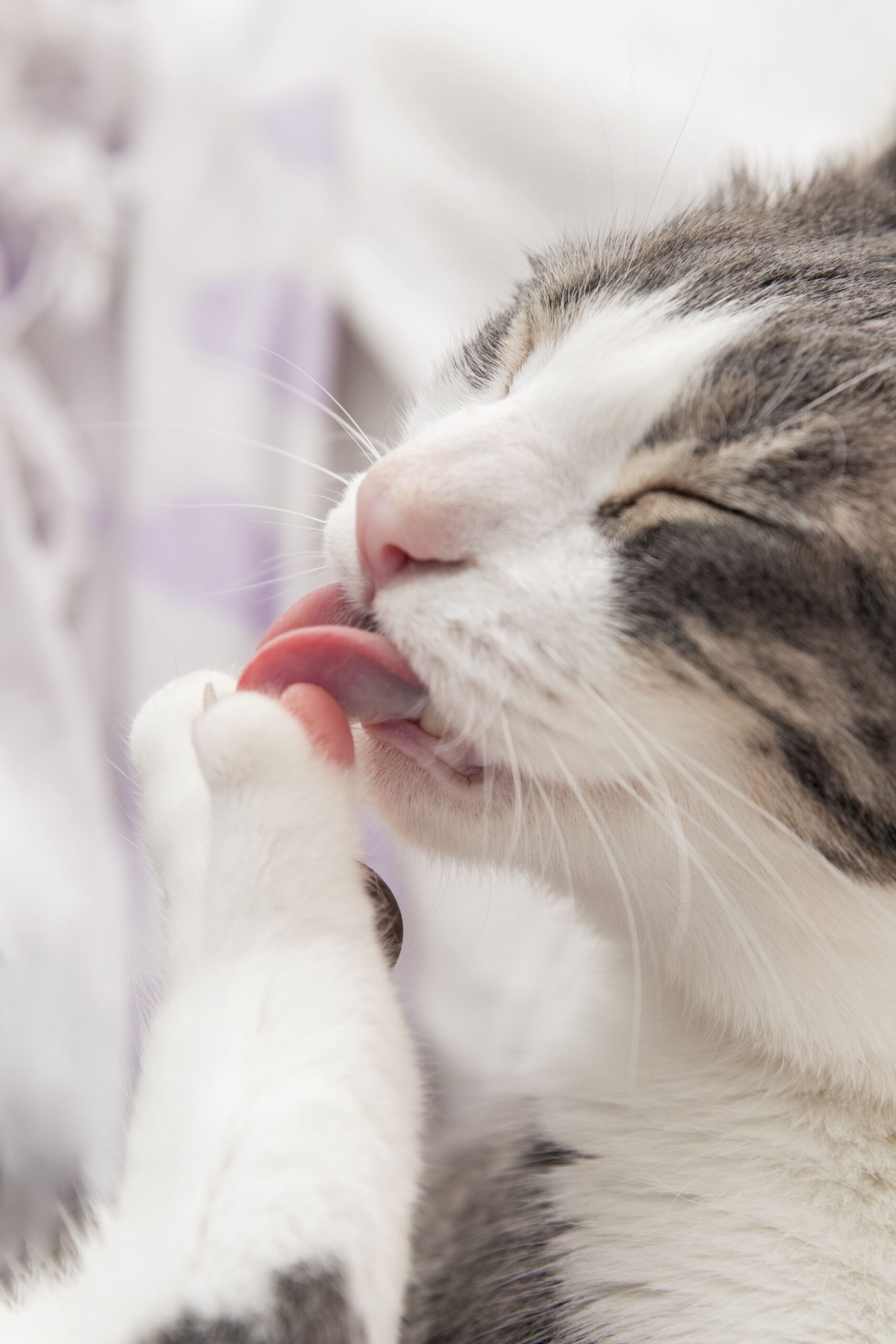 autocuidado gatuno gato blanco lamiéndose la pata