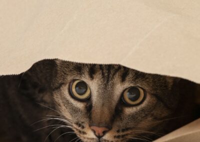 Gato atigrado escondido dentro de una bolsa de papel.