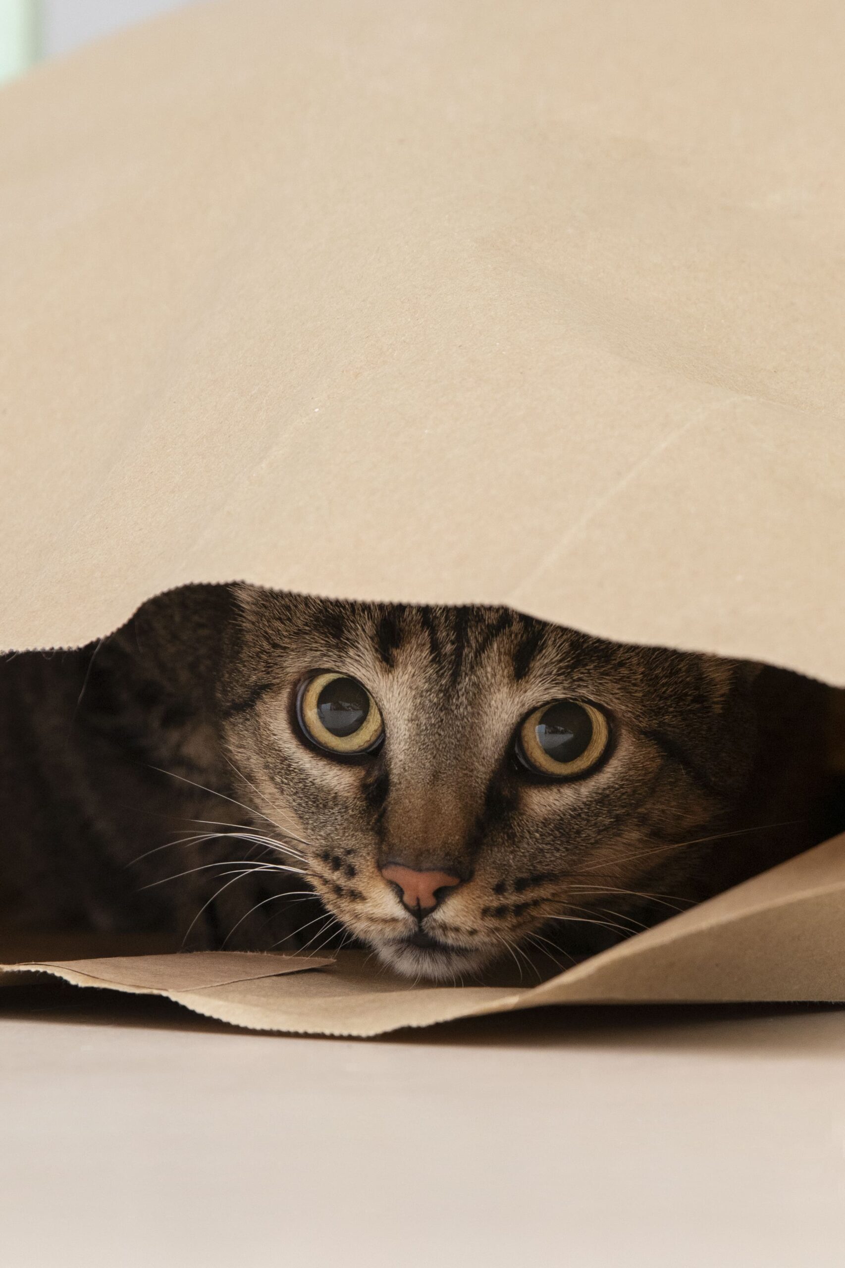 Curioso escondite. Gato atigrado escondido dentro de una bolsa de papel.