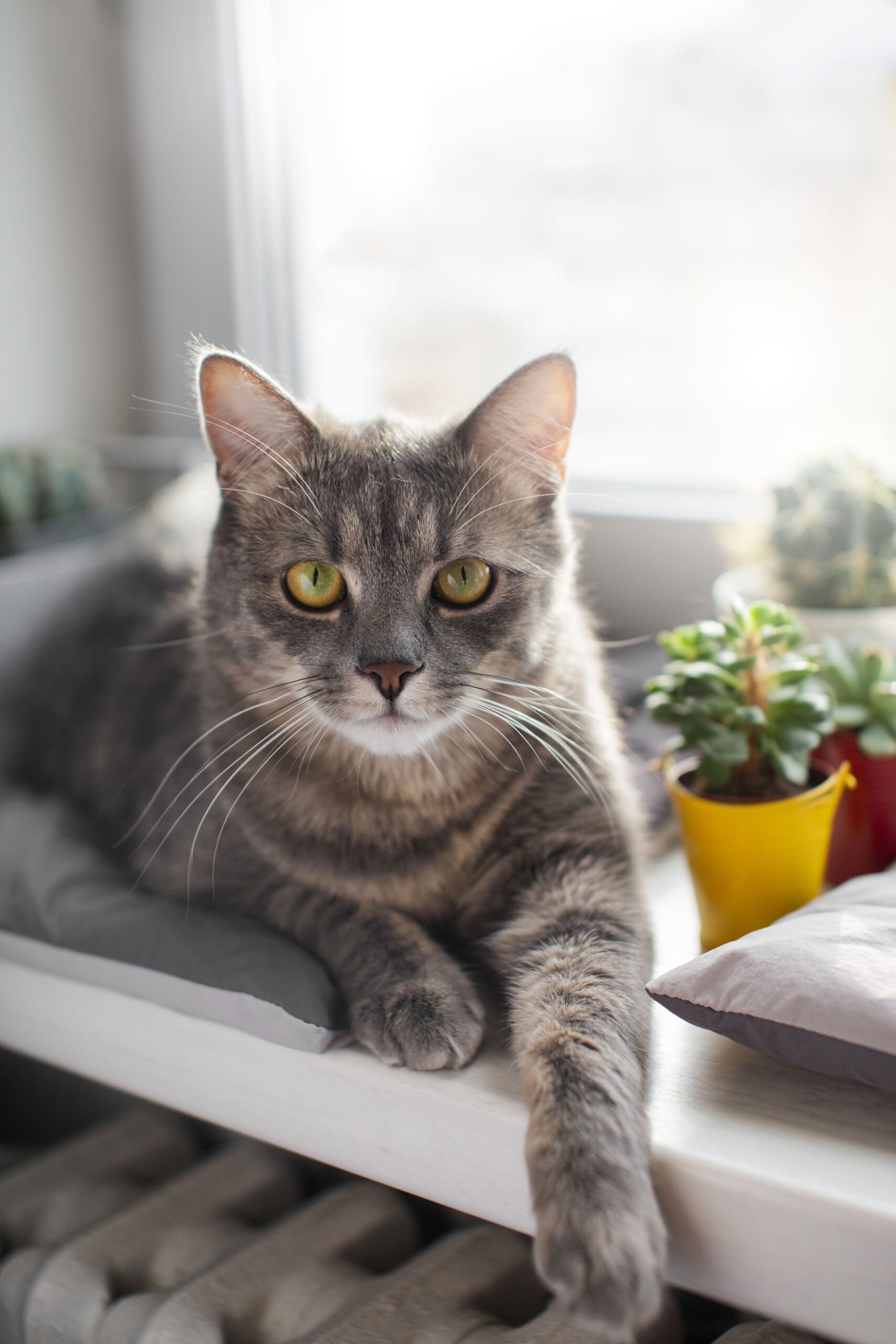 close-up-beautiful-cat gato gris atigrado acostado junto a la ventana