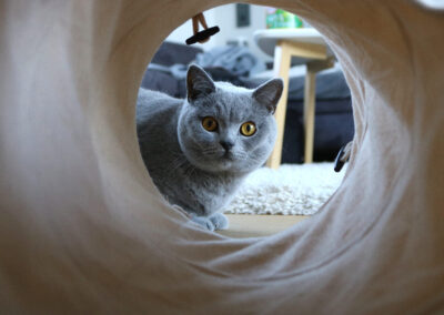 Gato gris mirando desde el final de un túnel de juego.