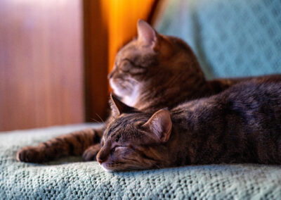 Dos gatos atigrados durmiendo juntos.