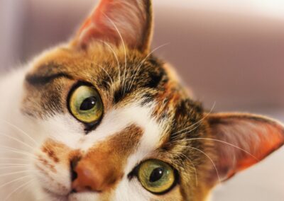 primer plano de la cara de un gato mirando fijamente