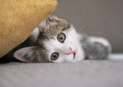 Gatito blanco y gris acostado de lado en el suelo