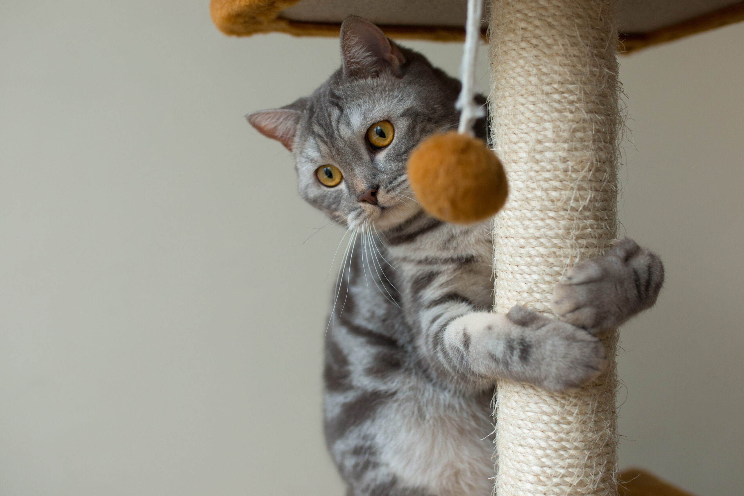 cute-scottish-straight-gray-cat-hunting-playing gato blanco y gris jugando