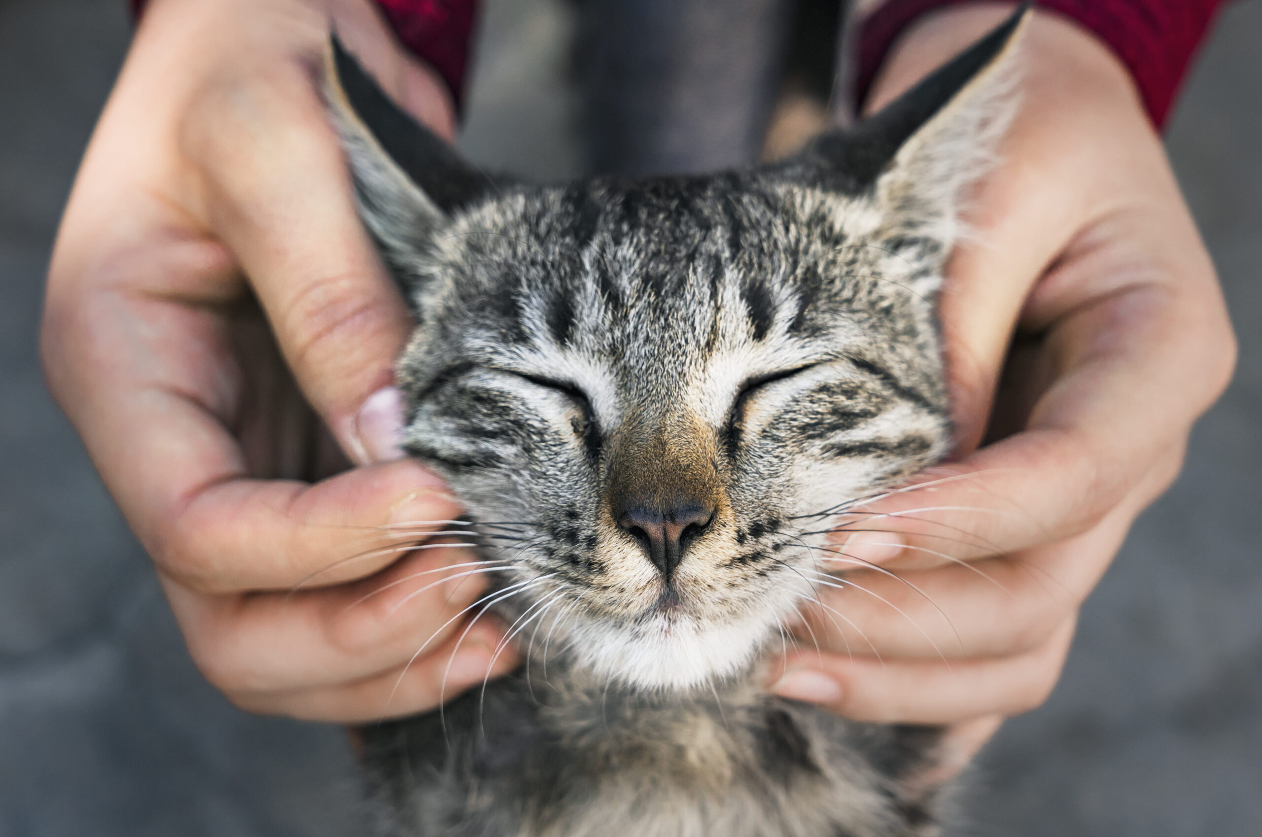 Gato atigrado con ojos cerrados disfrutando de caricias en la cara