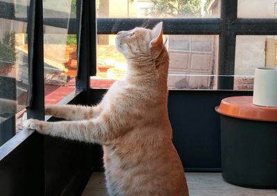Gato atigrado naranja mirando por la ventana