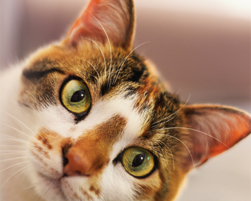 primer plano de la cara de un gato mirando fijamente